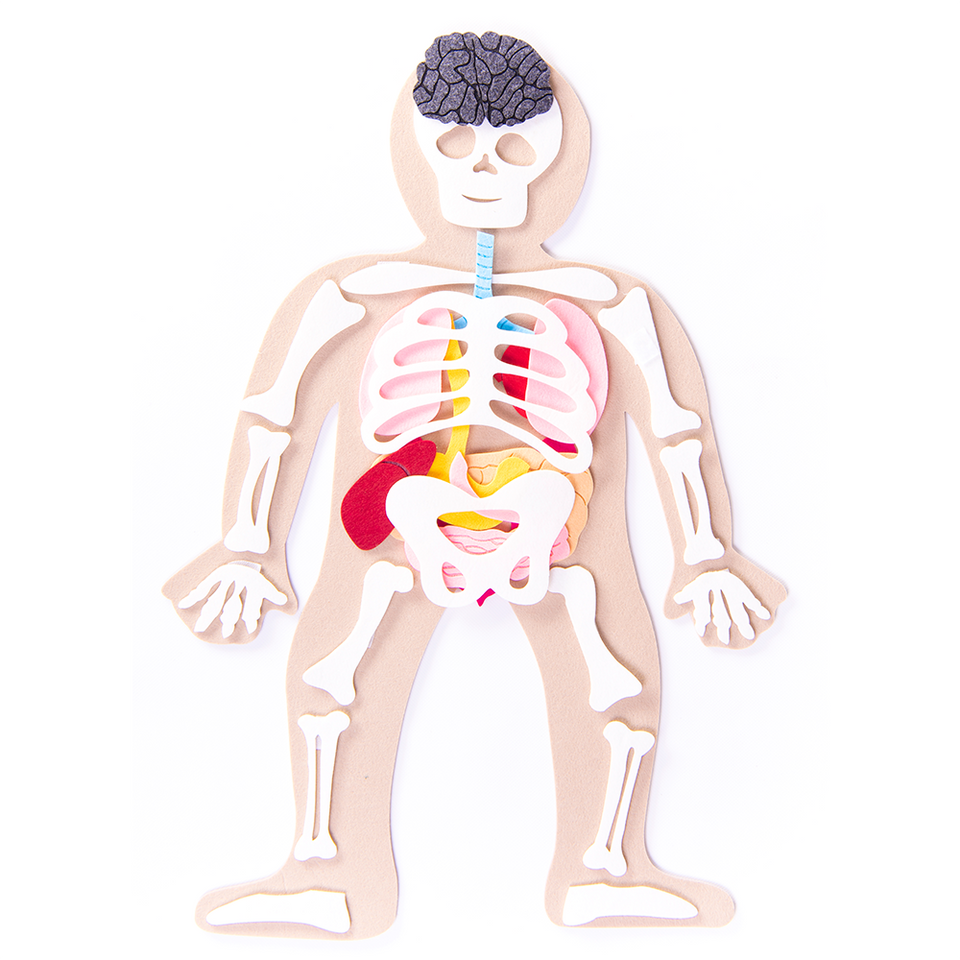 Cuerpo humano de fieltro